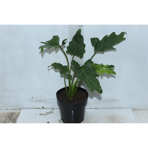 PHILODENDRON XANTAL P17