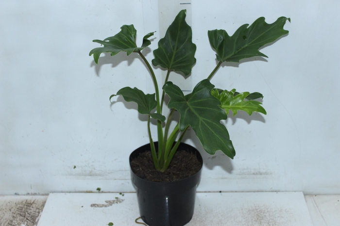 <h4>PHILODENDRON XANTAL P17</h4>