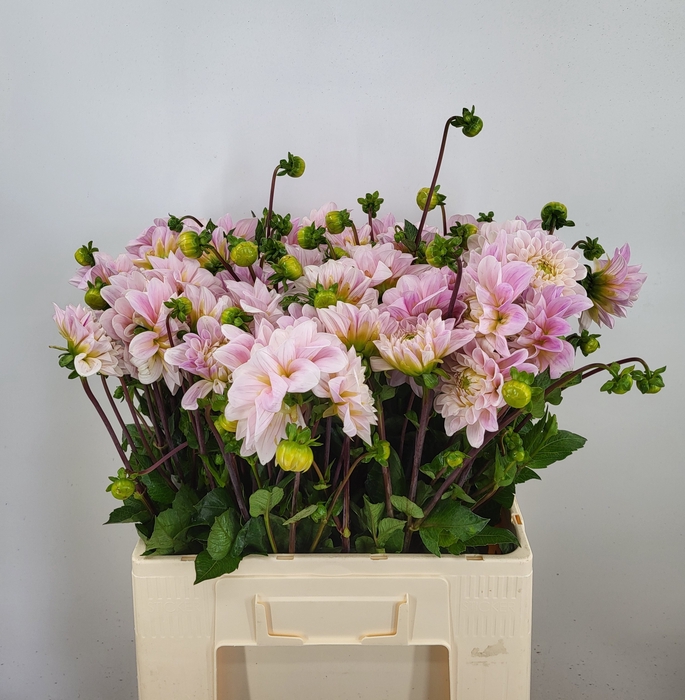 <h4>DAHL SWEET NATHALIE</h4>