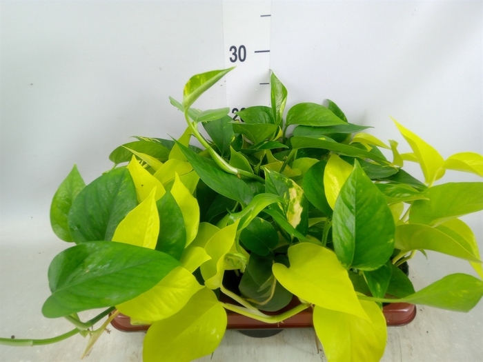 <h4>Epipremnum pinn.   ...mix in pot</h4>