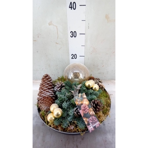 Planten  ..in schaal H%