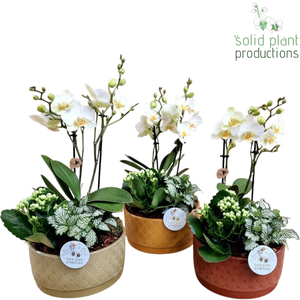 NV008 Sarah Autumn Phalaenopsis