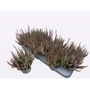 CALLU WIBOS ROT