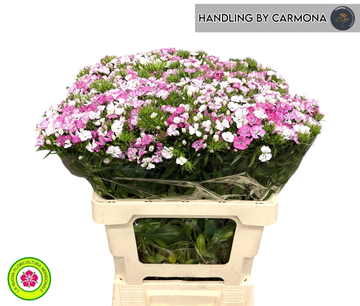 <h4>DI BARB AM ROSE</h4>