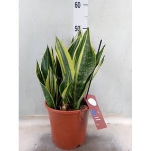 Sansevieria  'Star Canary'