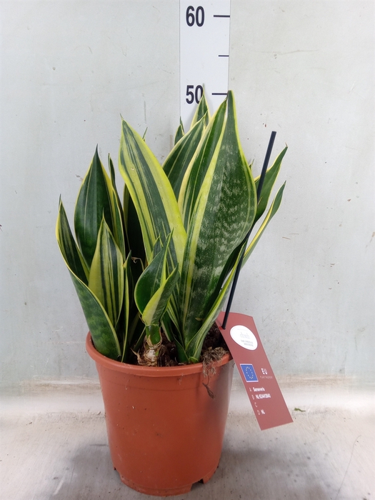 <h4>Sansevieria  'Star Canary'</h4>