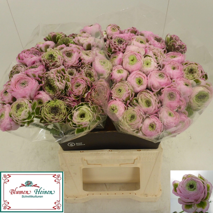 <h4>RAN PON PON HERMIONE</h4>