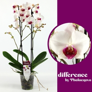 Red Lip 2-tak 70cm (RIJP)