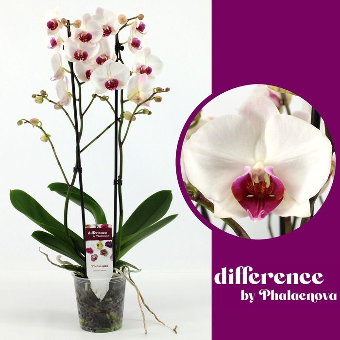 <h4>Red Lip 2-tak 70cm (RIJP)</h4>