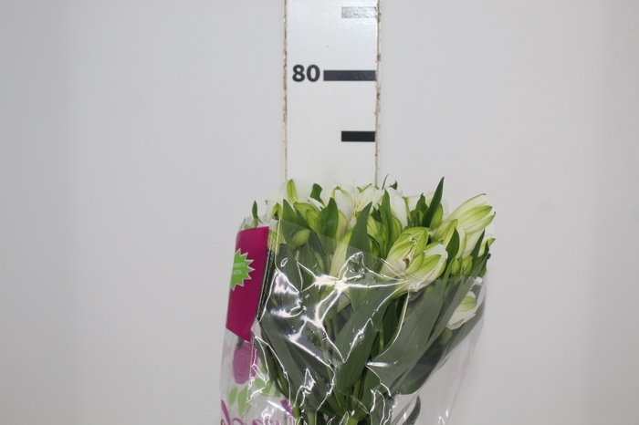 <h4>ALSTROEMERIA MISTRAL 070 CM</h4>