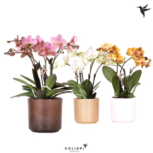 Kolibri Orchids Phalaenopsis Jewel mix 4 spike in Simplicity mix