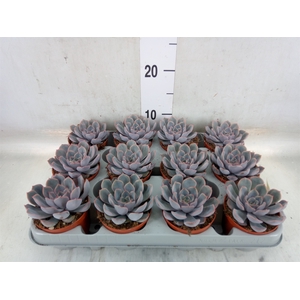 Echeveria  'Orion'