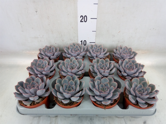 <h4>Echeveria  'Orion'</h4>