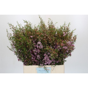 Chamelaucium Early Nir