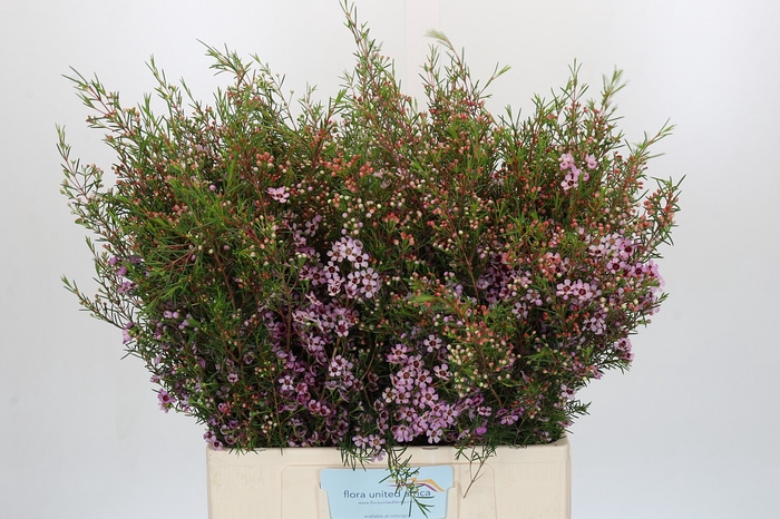 <h4>Chamelaucium Early Nir</h4>