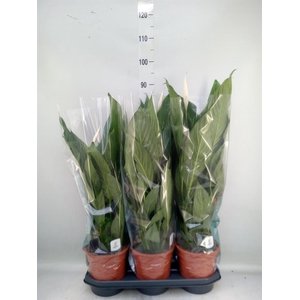 Spathiphyllum  'Bingo Cupido'