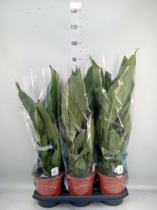 <h4>Spathiphyllum  'Bingo Cupido'</h4>