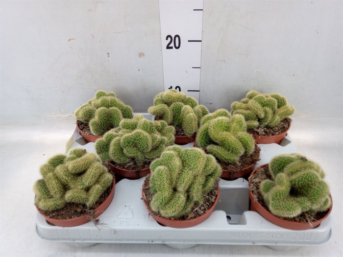 <h4>Cactus   ...</h4>