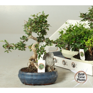 BONSAI GEM