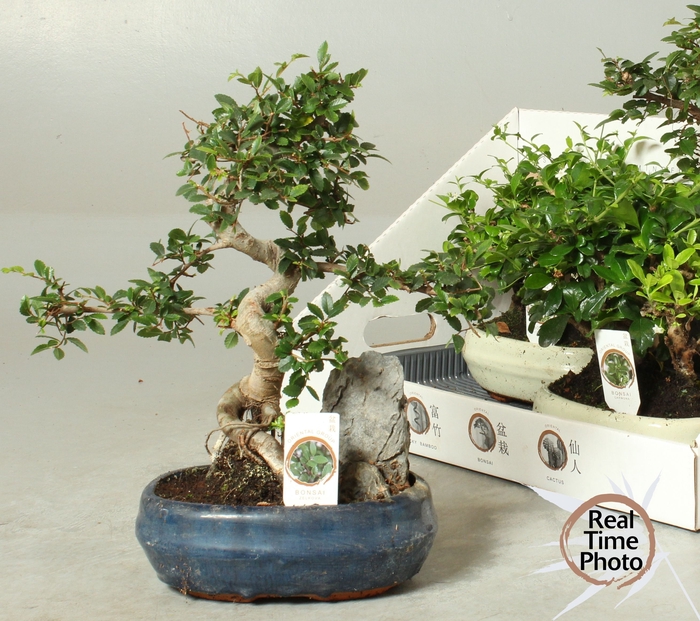 <h4>BONSAI GEM</h4>