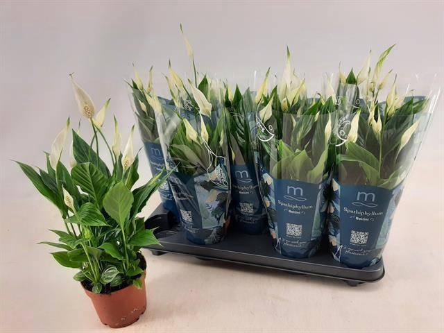 <h4>SPATH BELLINI</h4>