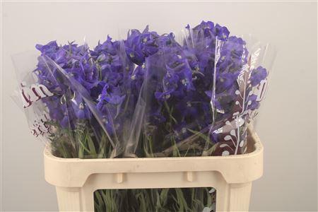 <h4>Delph En Atlantis Dark Blue</h4>