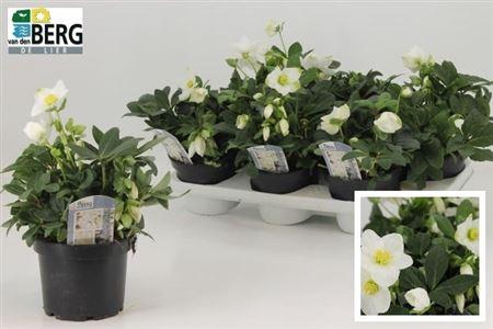 arr8 Hell Ni Advent Star