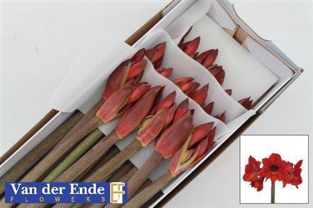 <h4>Hipp Co Rapido</h4>