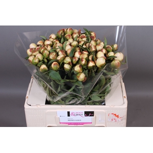 Paeonia Honey Gold