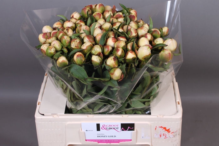 <h4>Paeonia Honey Gold</h4>