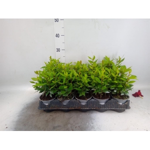 Laurus nobilis