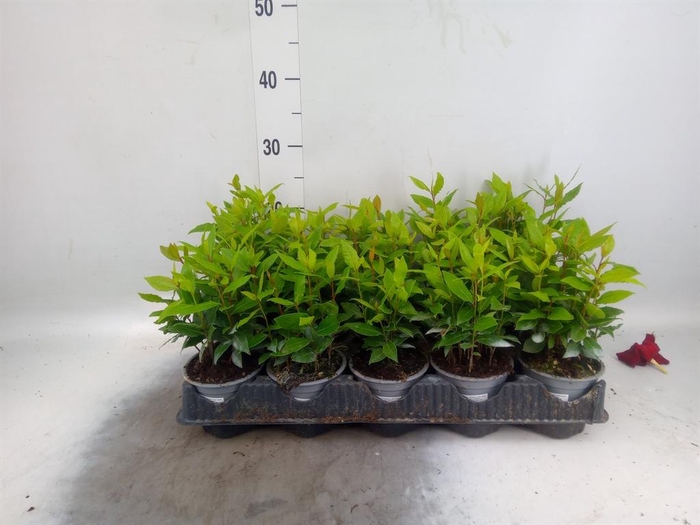 <h4>Laurus nobilis</h4>