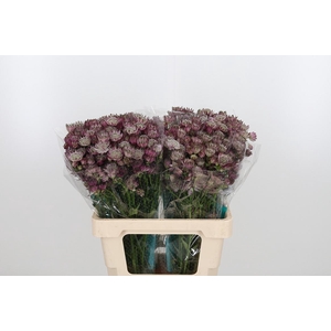 Astrantia Star Of Africa