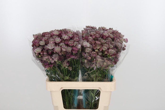 <h4>Astrantia Star Of Africa</h4>