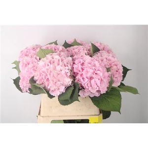 Hydr M Verena Pink