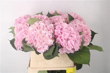 <h4>Hydr M Verena Pink</h4>