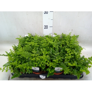 Asplenium parvati