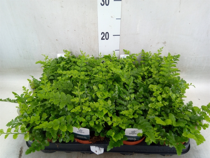 <h4>Asplenium parvati</h4>
