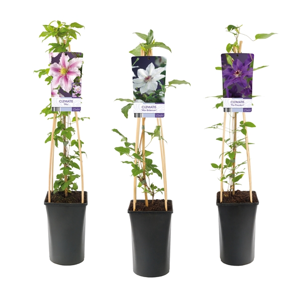 <h4>Mixtray Clematis large-flowered varieties +light label</h4>