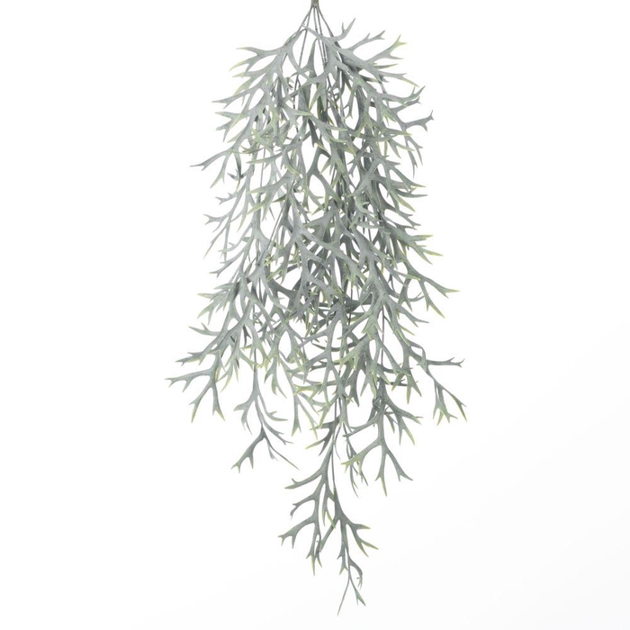 <h4>AF Hang Bush Platycerium x5 L7</h4>