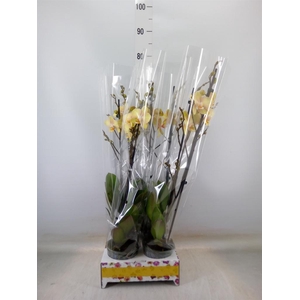 Phalaenopsis   ...yellow