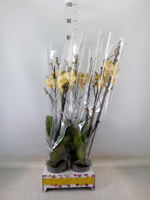 <h4>Phalaenopsis   ...yellow</h4>