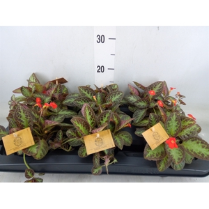 Episcia   ...