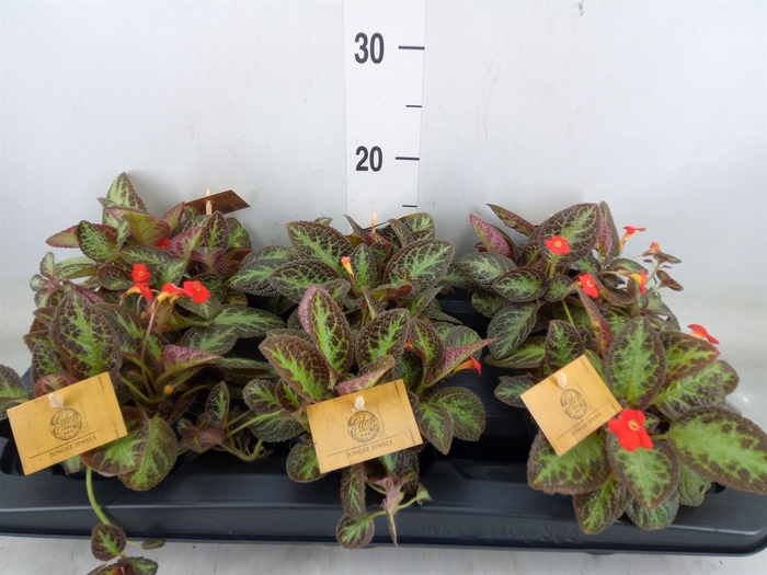 <h4>Episcia   ...</h4>