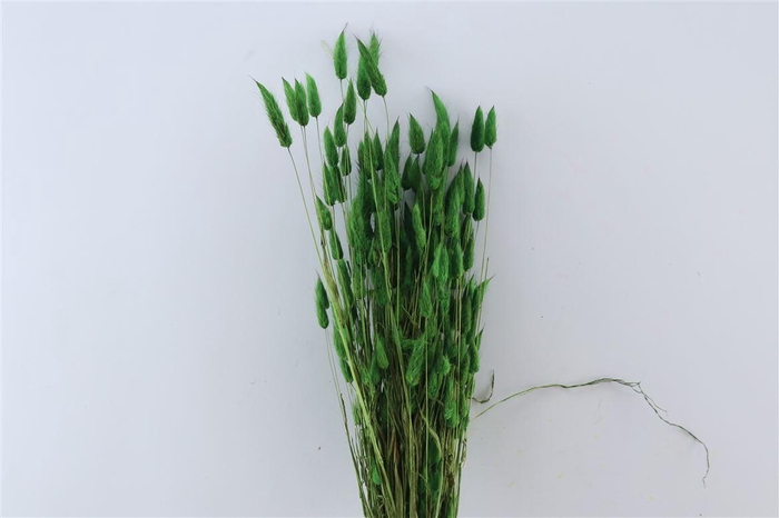 <h4>Dried Lagurus X5 Dark Green Bunch</h4>