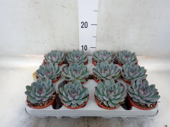 <h4>Echeveria  'Apus'</h4>