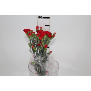 CRAVO SPRAY PIAFF 050 CM VERMELHO