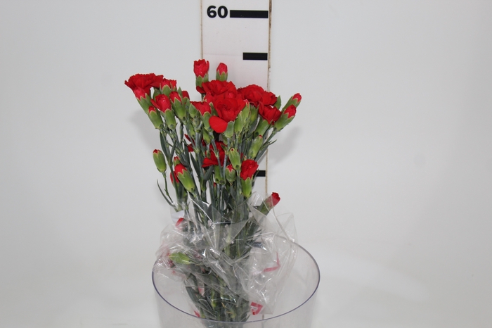 <h4>CRAVO SPRAY PIAFF 050 CM VERMELHO</h4>