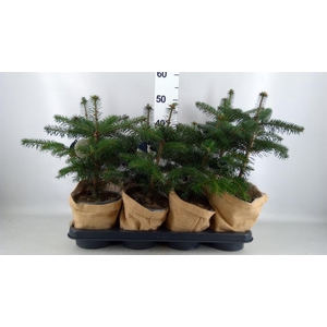 Abies nordman.