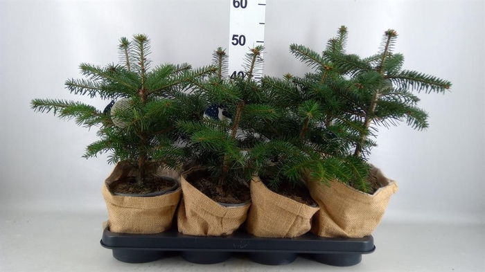 <h4>Abies nordman.</h4>